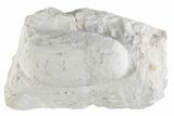 Eocene Fossil Crocodile Egg - Bouxwiller, France #366874-1